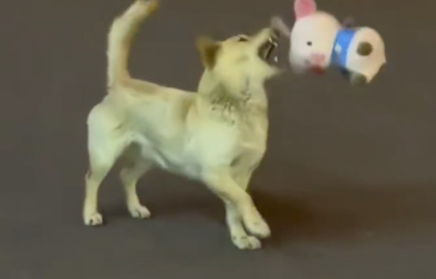 一只流浪狗在马路上玩,叼着一个玩具猪来回看,多渴望有个人陪它 一只流浪狗在马路上玩,叼着一个玩具猪来回看,多渴望有个人陪它