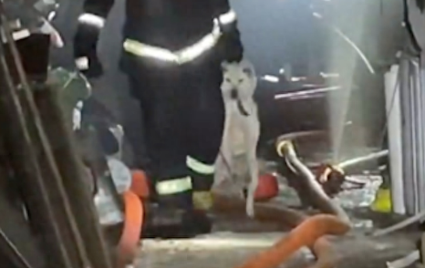 家里着火了，狗狗竟然还在睡觉叫都叫不醒