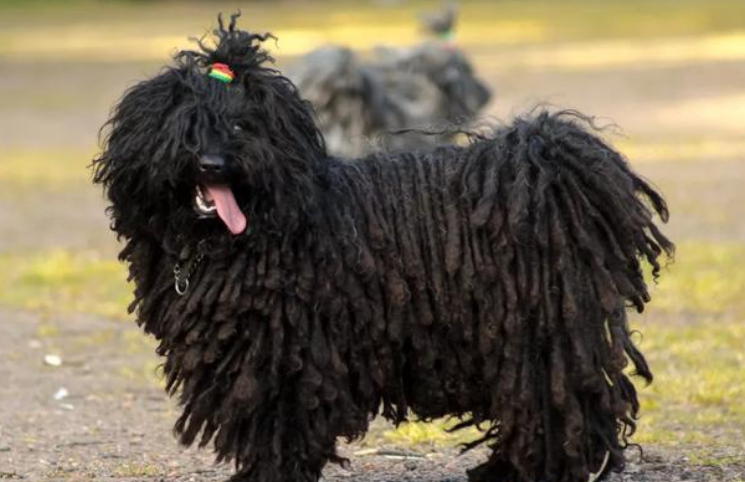 波利犬的价格 波利犬具备理性和智慧 波利犬的价格 波利犬具备理性和智慧