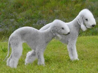 贝灵顿梗犬价格 贝灵顿梗犬价格