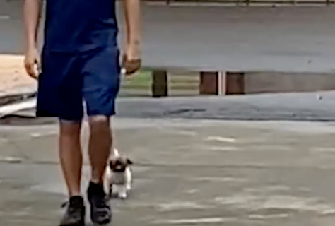 田园犬宝宝“讹”上消防员,最后成功获得编制 田园犬宝宝“讹”上消防员,最后成功获得编制