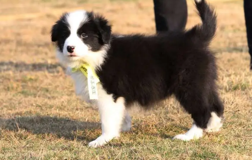 犬品种大全带名字 犬品种大全带名字