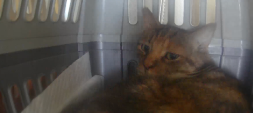 “请不要吃我的猫”:为了救猫,她成了“偷猫宰猫黑产”最怕的女人 “请不要吃我的猫”:为了救猫,她成了“偷猫宰猫黑产”最怕的女人