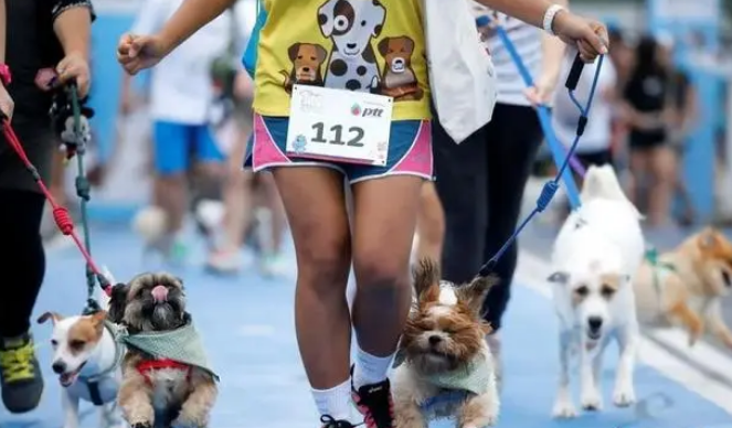 泰国：禁止弃养猫狗，违者将罚款！