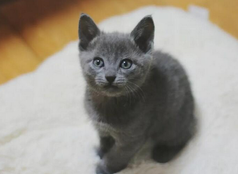 夏特尔猫的外观与体形介绍 夏特尔猫的外观与体形介绍