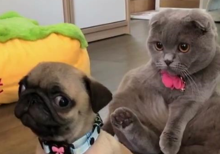 猫咪对准小巴哥屁股思考要不要一脚踹下去，最后选择这样做……