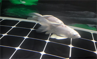 蝴蝶鲤鱼鳞变红渗血是什么病