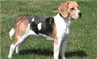 比格犬优点和缺点