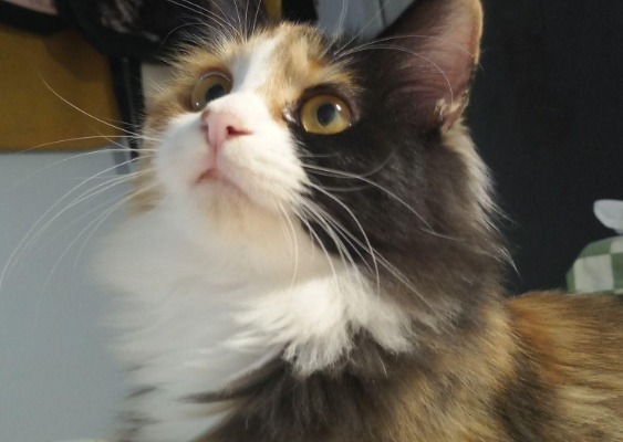 三花猫为什么养不熟 都是主人的问题！