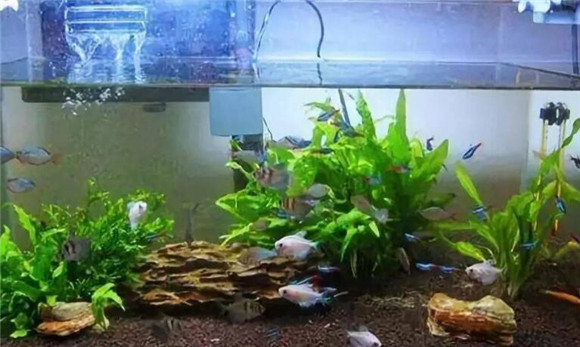 反游猫在鱼缸里的作用