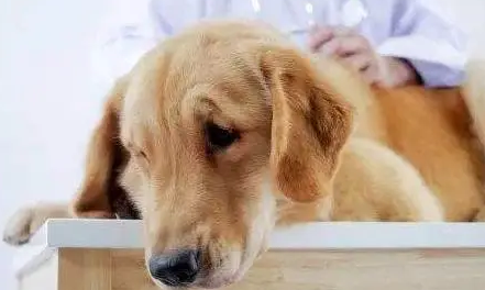 黑热病是什么寄生虫引起的