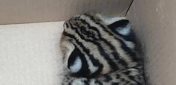 豹猫出没,可爱 ! 豹猫出没,可爱 !