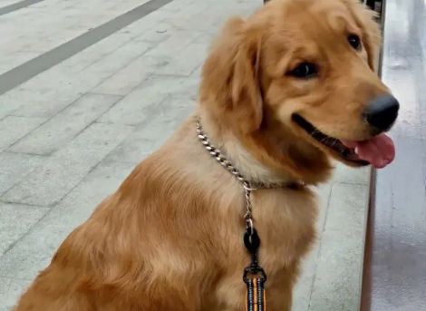 上海金毛犬价格