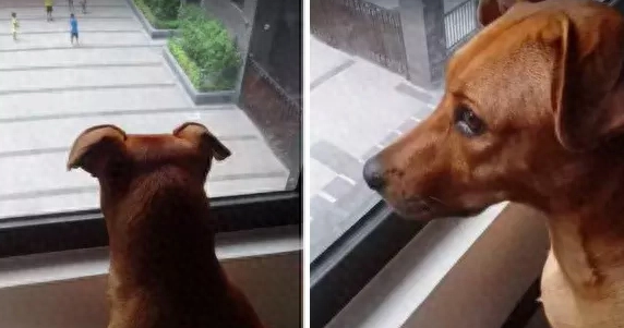 爱犬经常会趴在窗口，失落的看着楼下嬉戏的孩子们