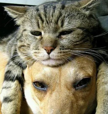 猫狗两难全？猫咪＆狗子——我全都要！