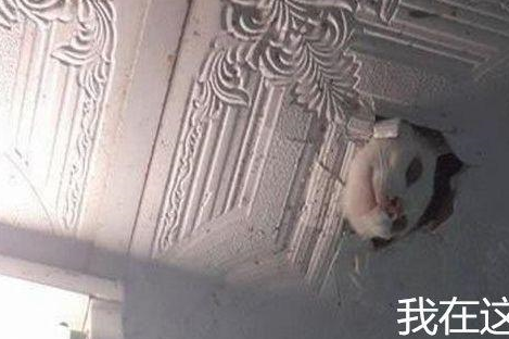 猫咪失踪3天没回家,躺床上一看天花板,就起了一身鸡皮疙瘩 猫咪失踪3天没回家,躺床上一看天花板,就起了一身鸡皮疙瘩