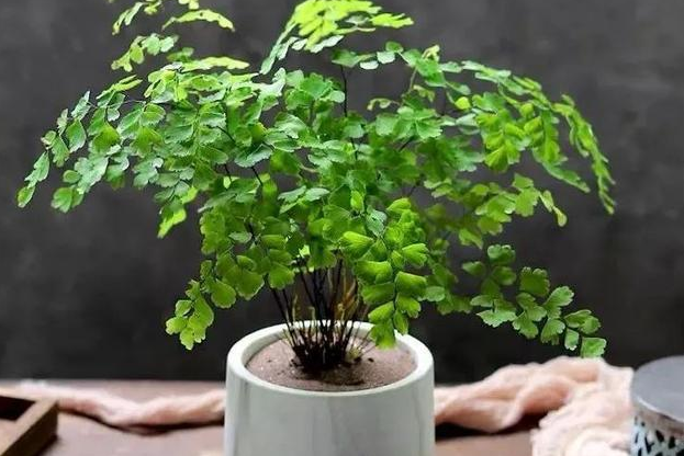 家里种铁线蕨吉利吗 家里种铁线蕨吉利吗
