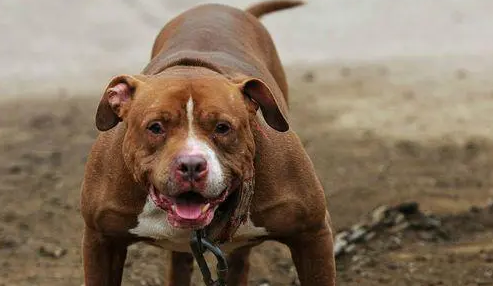 斗牛犬咬死主人真的吗