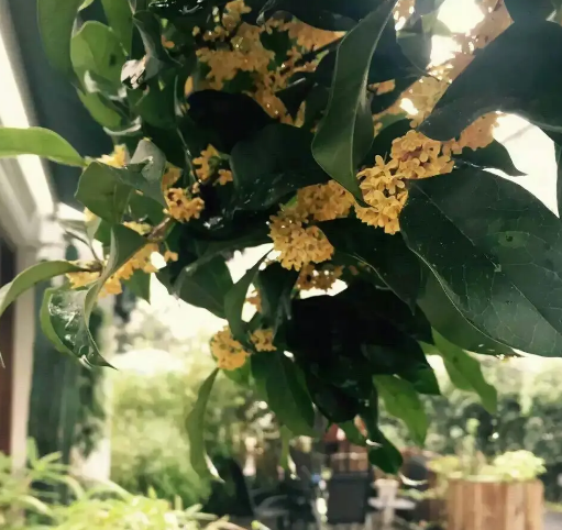 桂花种在院子什么位置好 桂花种在院子什么位置好