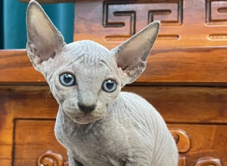 斯芬克斯没有毛的猫什么价格 斯芬克斯没有毛的猫什么价格
