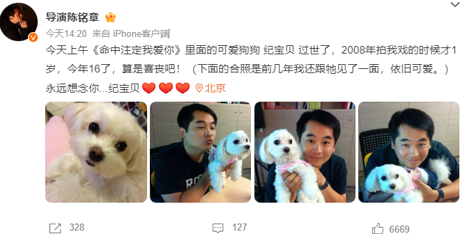 这只明星狗狗突然去世……网友:我那时候的本命电视剧 这只明星狗狗突然去世……网友:我那时候的本命电视剧