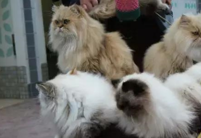 日本“猫男”大叔家有9只猫主子，推着婴儿车遛猫是日常