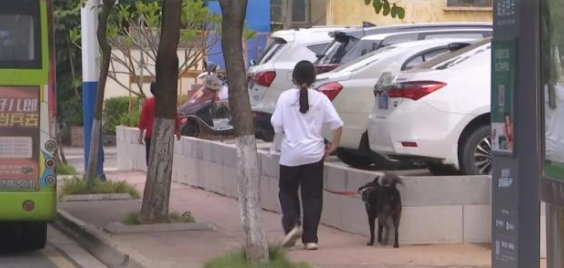 韶关已明确！这些犬种禁养，违法养犬可被举报