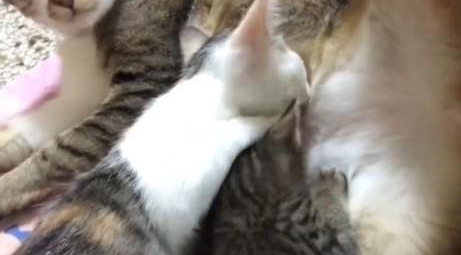 猫咪侧躺给幼猫们喂奶，在翻身张开腿后，才发现这不是它该做的