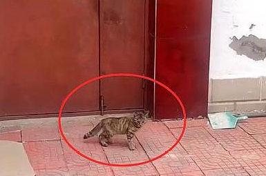 流浪猫妈套路真深,3个月前送来一只小猫,3个月后又送来一只 流浪猫妈套路真深,3个月前送来一只小猫,3个月后又送来一只