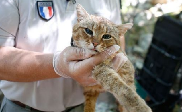 法国发现新物种"猫狐"!中国网友:这不是橘猫么 法国发现新物种"猫狐"!中国网友:这不是橘猫么