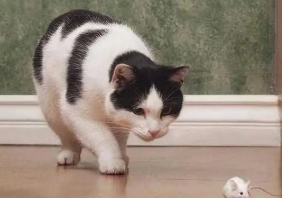 家里养猫要养多久老鼠不会来 家里养猫要养多久老鼠不会来