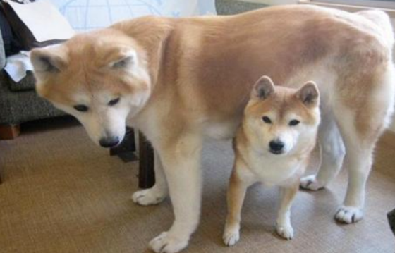 铲屎官养了一只秋田犬，3个月大就40斤了，半年后竟然……