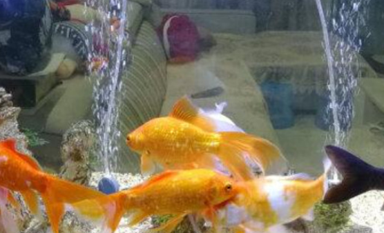 小型鱼缸制氧机