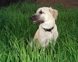 安娜图牧羊犬的性格 是非常忠实的守护犬 安娜图牧羊犬的性格 是非常忠实的守护犬