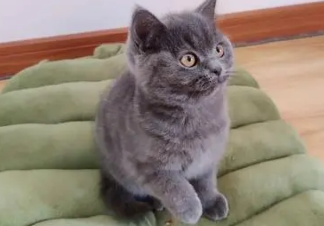 蓝猫喜欢像人一样坐着 蓝猫喜欢像人一样坐着
