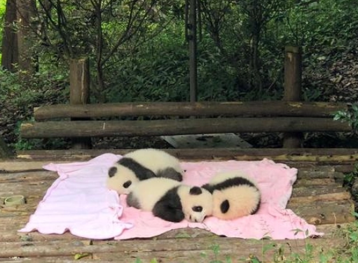 大熊猫为什么是我国独有的动物？它到底经历了什么？