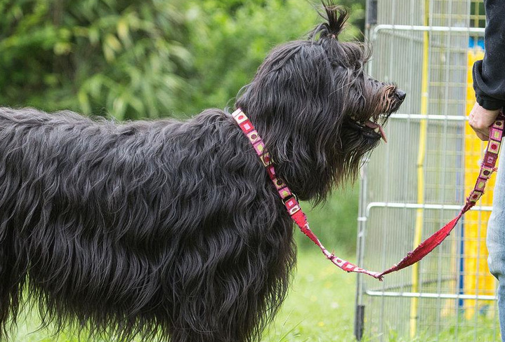 法兰德斯畜牧犬怎么训练,护主训练法 法兰德斯畜牧犬怎么训练,护主训练法