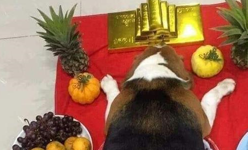 狗狗太胖，被主人当作乳猪拜神，网友：我家哈士奇也可以