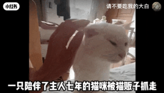 “请不要吃我的猫”:为了救猫,她成了“偷猫宰猫黑产”最怕的女人 “请不要吃我的猫”:为了救猫,她成了“偷猫宰猫黑产”最怕的女人