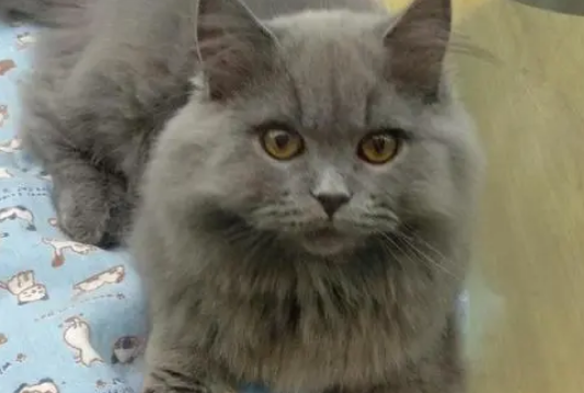 返祖现象?猫咪返祖会有这些表现哦 返祖现象?猫咪返祖会有这些表现哦
