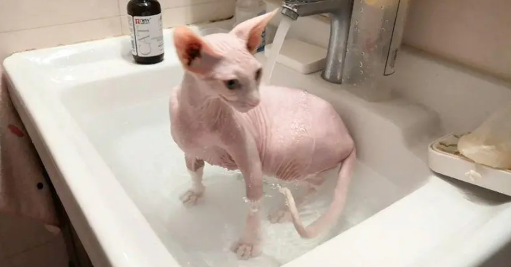 斯芬克斯猫洗完澡死了