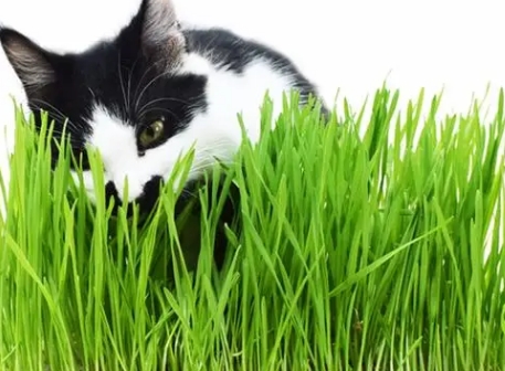 仙森元猫草怎么样 仙森元猫草怎么样