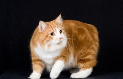 曼岛无尾猫饲养方法,请看下文 曼岛无尾猫饲养方法,请看下文
