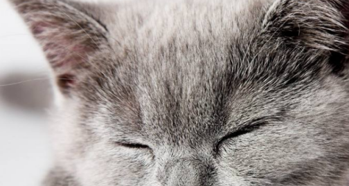 铲屎官要出远门,招免费租客照顾猫咪,猫主子安逸了自己还脱了单 铲屎官要出远门,招免费租客照顾猫咪,猫主子安逸了自己还脱了单