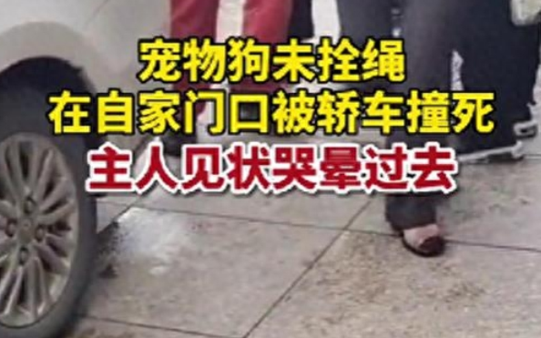 宠物狗被撞死，男主人用头碰车女主人哭晕：养了6年，外人无法体会失去之痛
