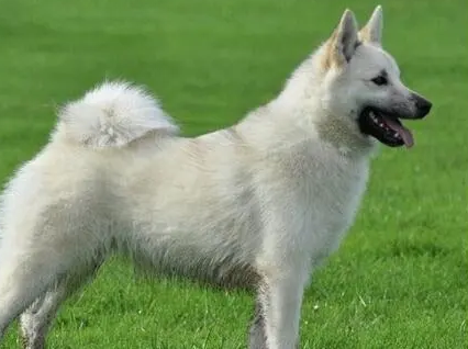挪威布哈德犬的养护常识 注意耳朵的清洁 挪威布哈德犬的养护常识 注意耳朵的清洁