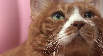 网友家养超胖橘猫，看起来像一个巨大面包，连狗狗都不敢和它抢食