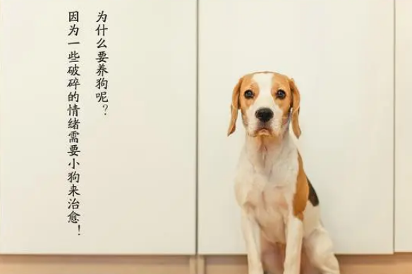 年轻人真的适合养宠物吗？双向奔赴、双向治愈的人生旅程