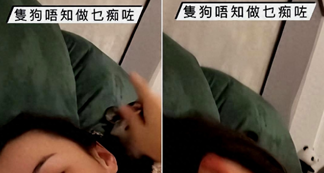 张柏芝与自己的宠物狗玩闹,结果却被其咬伤脖子和手臂多处位置! 张柏芝与自己的宠物狗玩闹,结果却被其咬伤脖子和手臂多处位置!