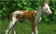 伊比赞猎犬好养吗？该犬毛发较容易打理